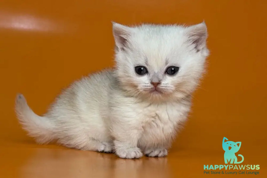 Zynar Munchkin male black silver shaded - live animals
