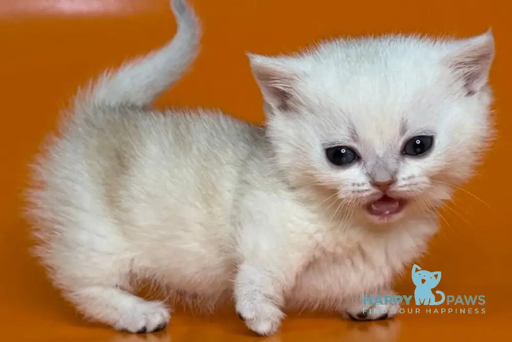 Zynar Munchkin male black silver shaded - live animals