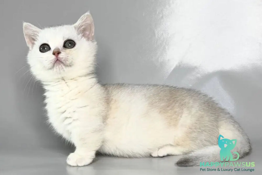 Zynar Munchkin male black silver shaded - live animals