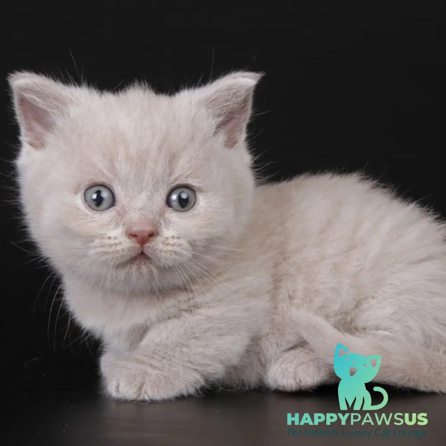 Zyro Munchkin male lilac - live animals