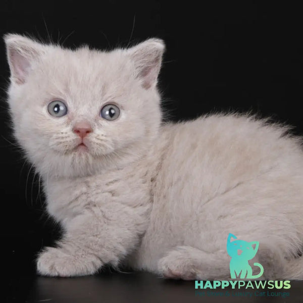 Zyro Munchkin male lilac - live animals