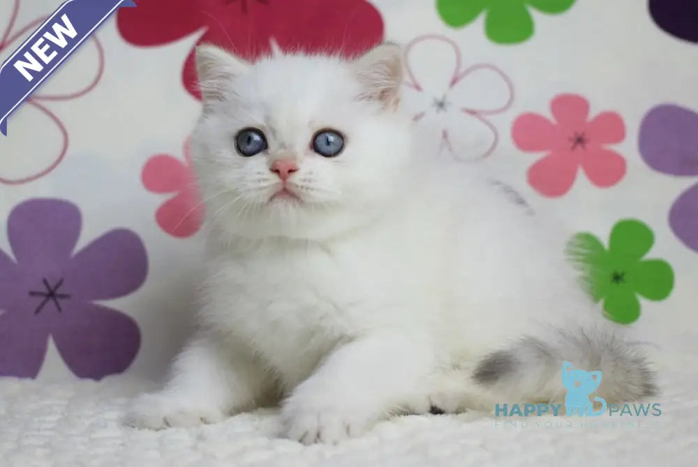 Zyros British Shorthair male black golden chinchilla pointed live animals