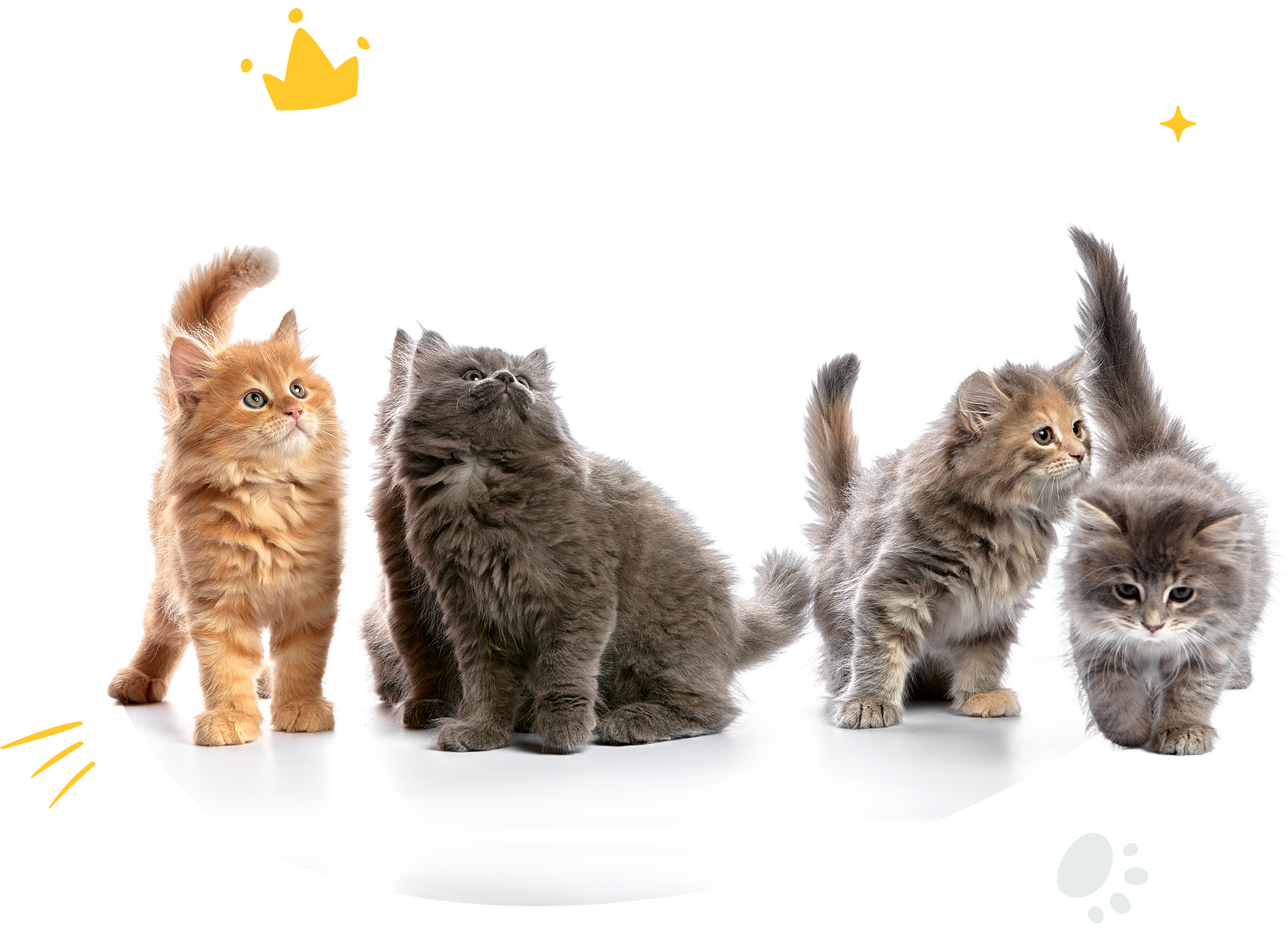 All Available Purebred Kittens